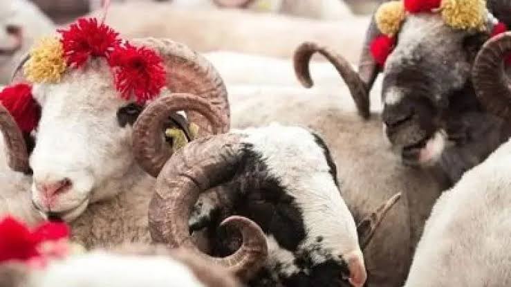 Alanya’da kurbanlık fiyatları belli oldu: İşte dana, koyun, keçi ve koç fiyatları
